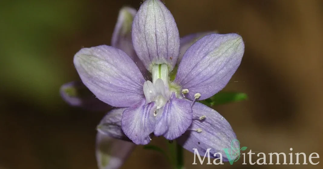 Staphysagria : bienfaits, dosage et risques de ce remède