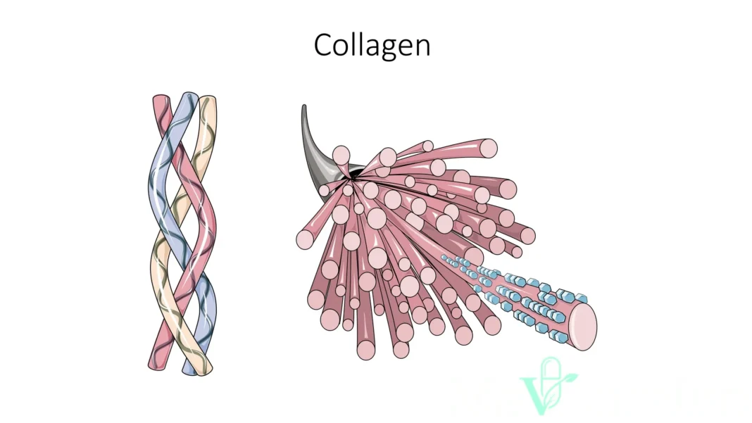 Fibres de collagène observées au microscope