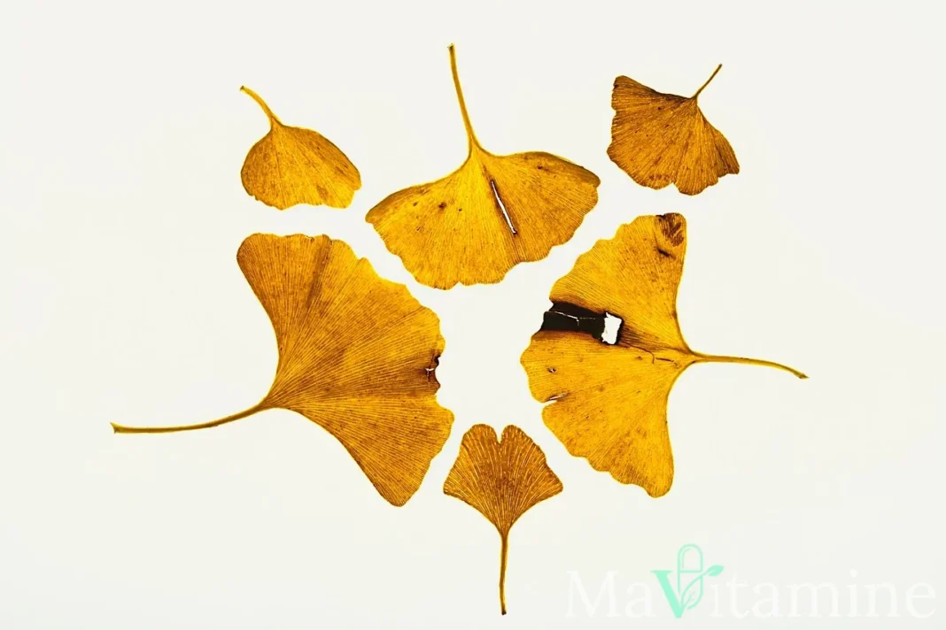 Feuilles de ginkgo biloba en disposition radiale