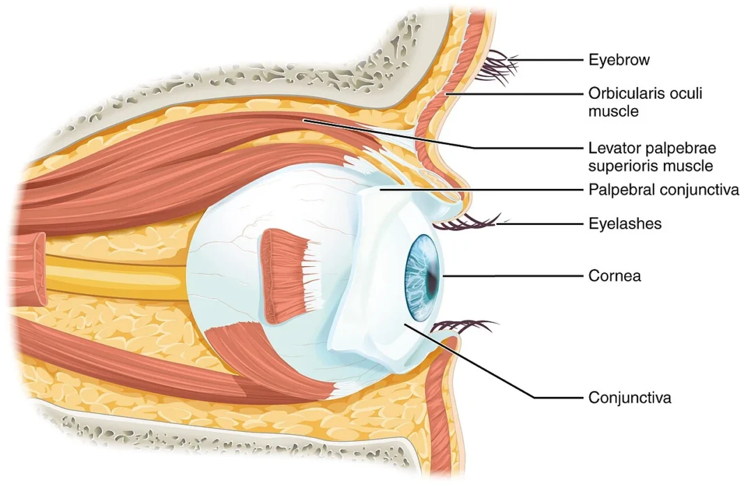 Schéma anatomique de l’œil humain, pour illustrer un article sur la santé visuelle