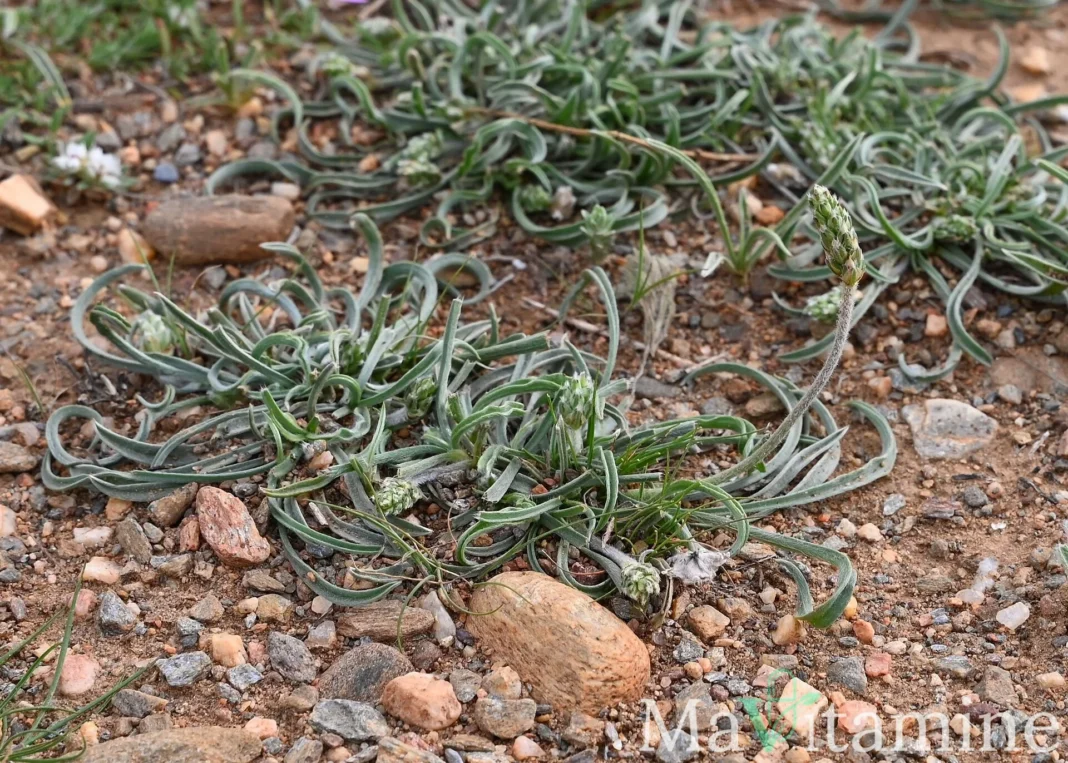 Plant de Plantago ovata, la plante dont provient le psyllium