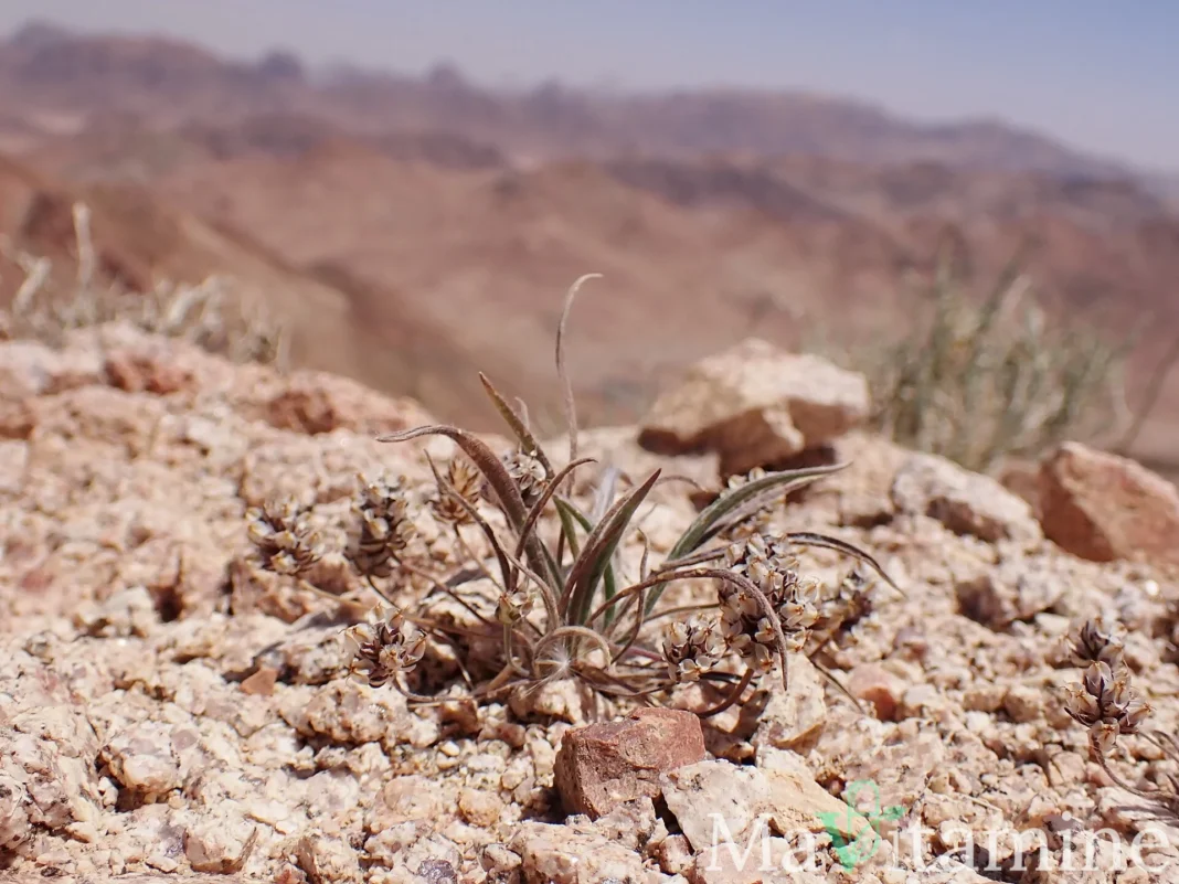 Plantago ovata, la plante dont provient le psyllium blond
