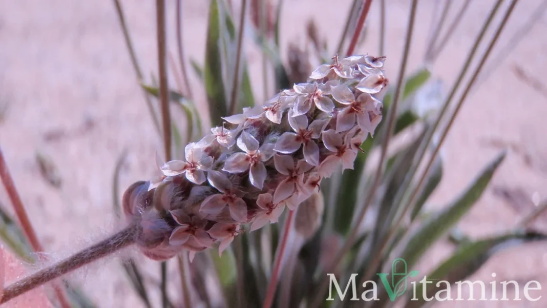 Plantago ovata, la plante dont provient le psyllium blond