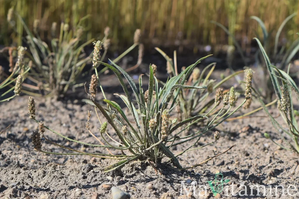 Psyllium : préparation, recettes et précautions d’utilisation