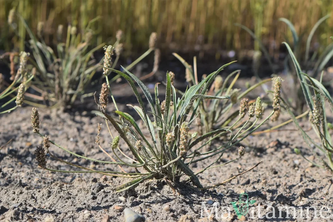 Plantago ovata, plante à l’origine du psyllium blond