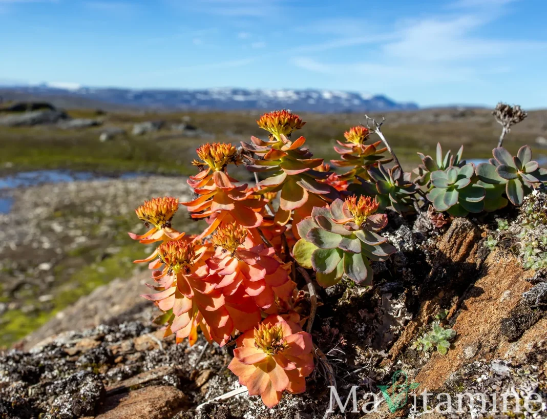 Rhodiola rosea en fleur, illustration botanique pour comparer rhodiola et ashwagandha