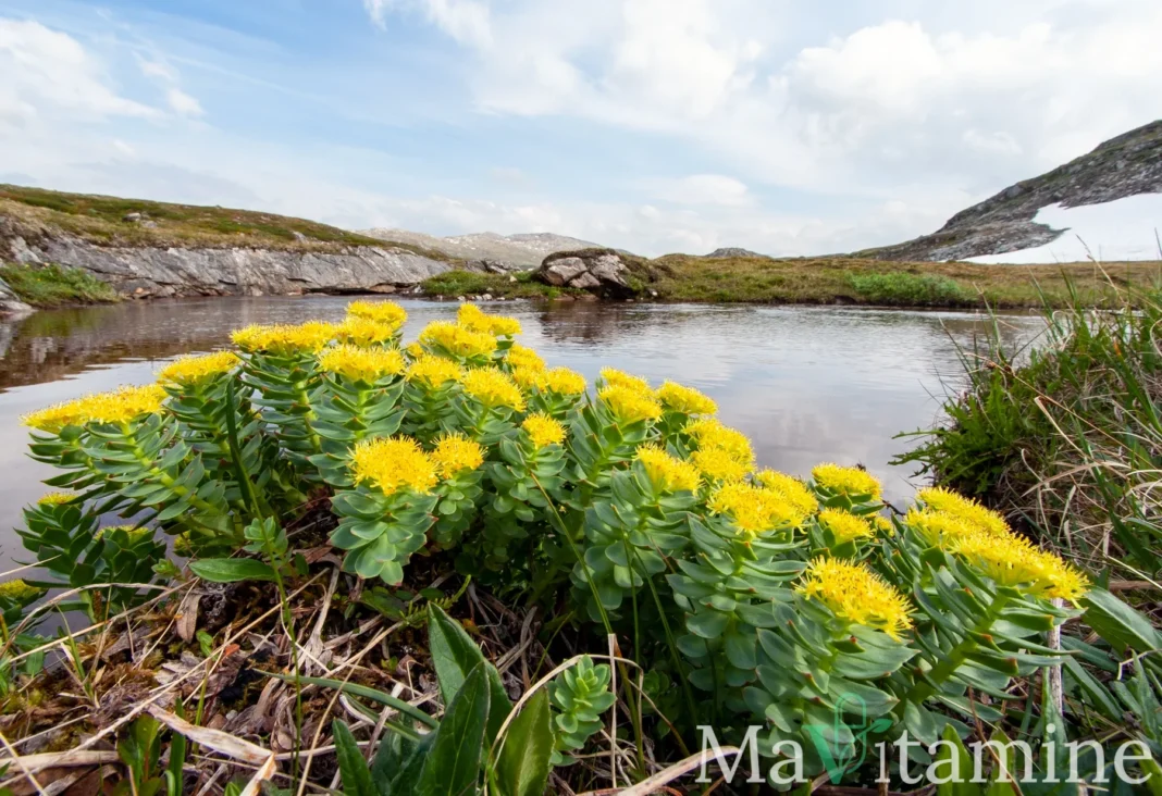 Plante Rhodiola rosea photographiée en extérieur